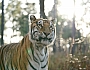 Парящий тигр - кадр 4